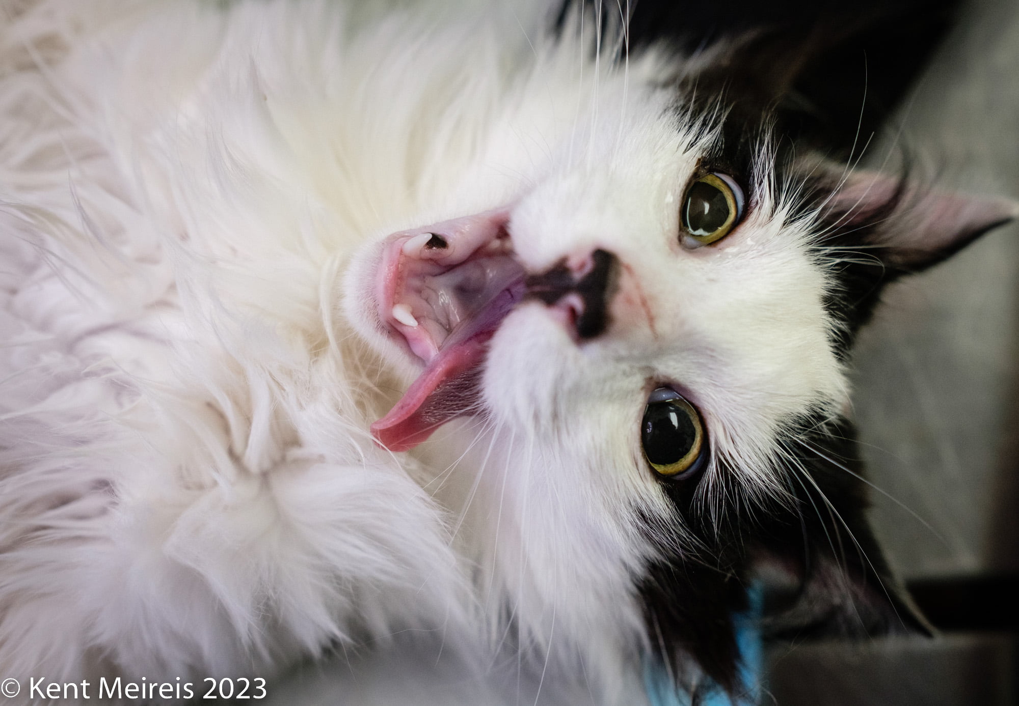 Black and white feral cats